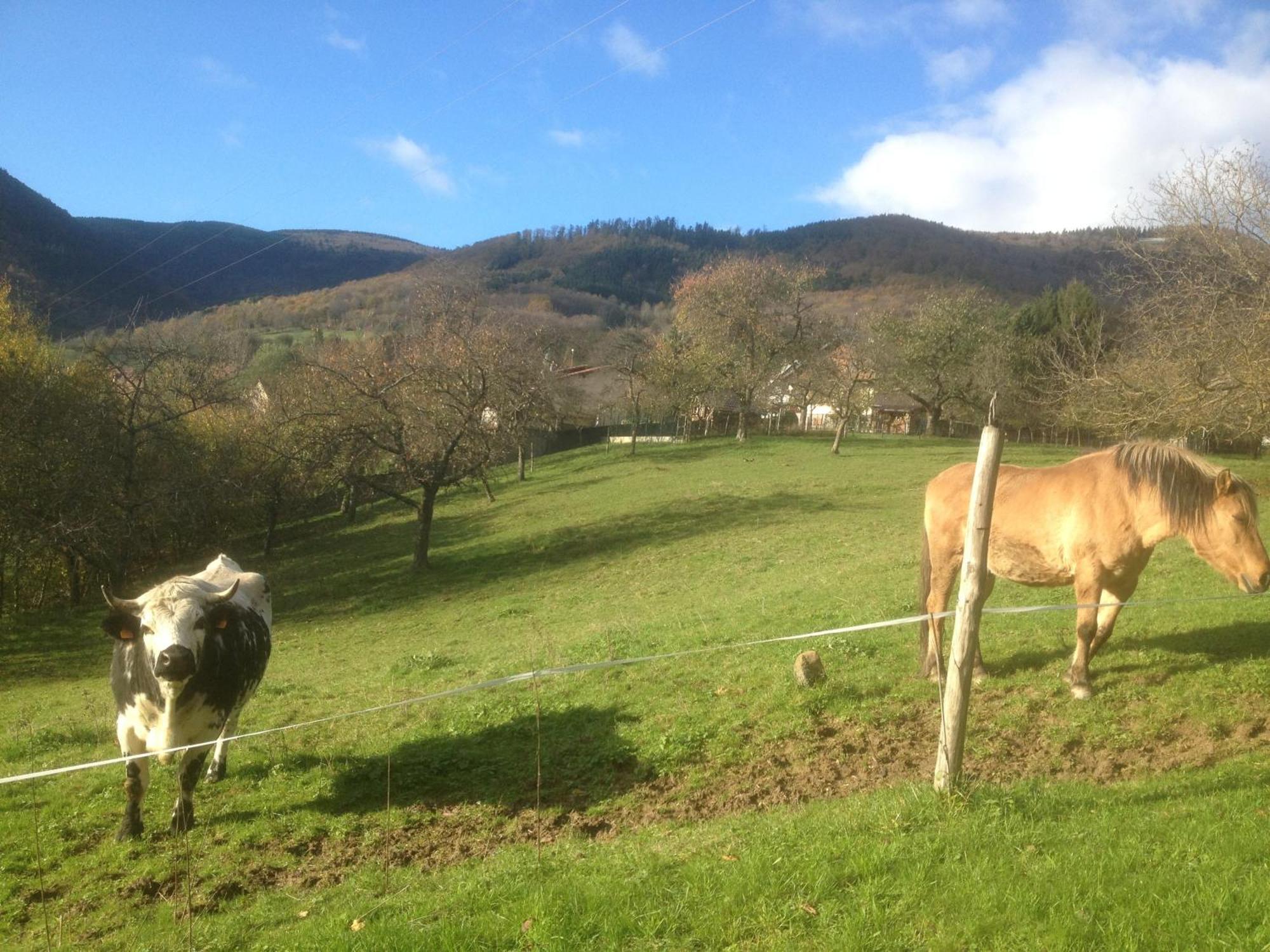 Gite Bellevue Breitenbach Exterior foto
